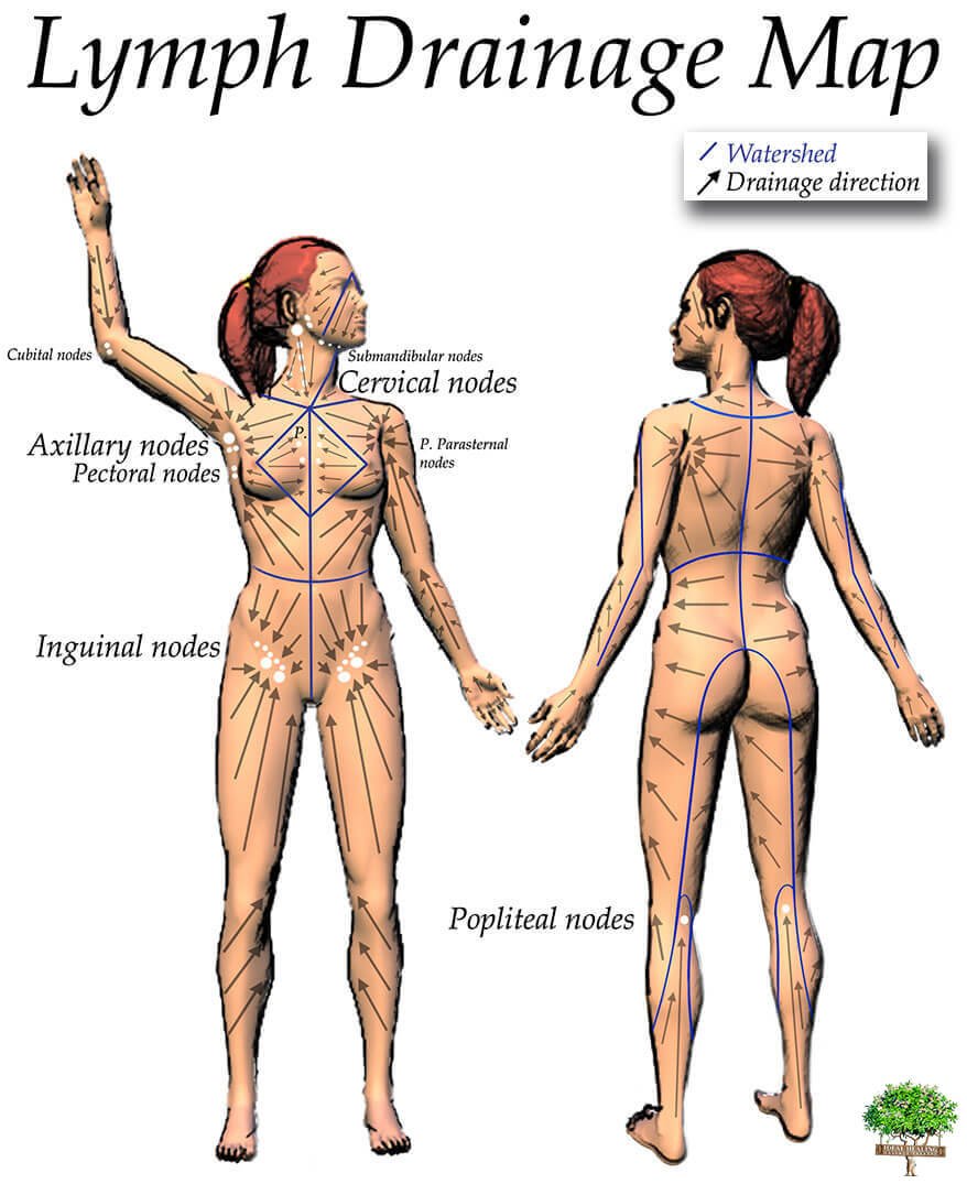 Lymphatic Drainage Map of the Body